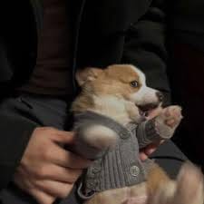 Nguyễn Thảo Nguyên avatar